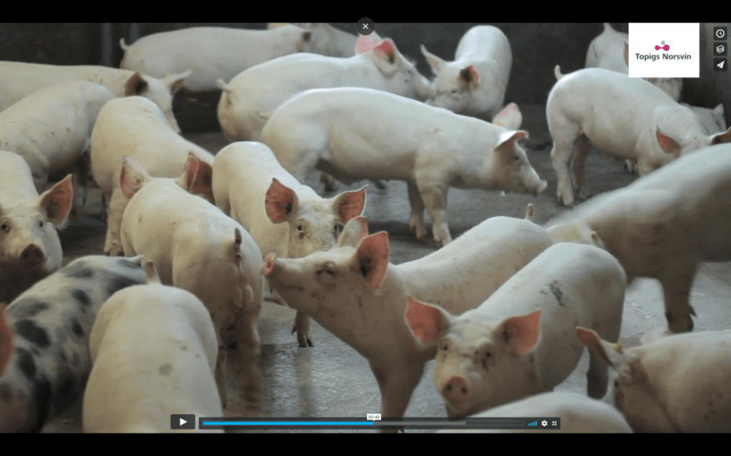 Researching microbiotica to improve feed efficiency