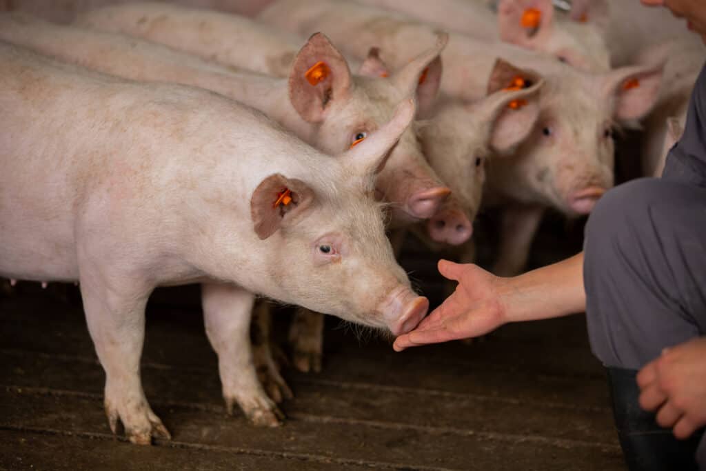 Genetic progress TN70: stronger sows, more piglets and better finishers
